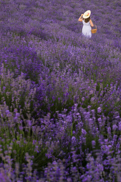 Girl in a lavander field, Sale San Giovanni, Piedmont, Italy