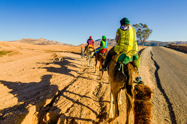 Tourist during an hike on dromedaries in the agafay desert, Morocco, Africa