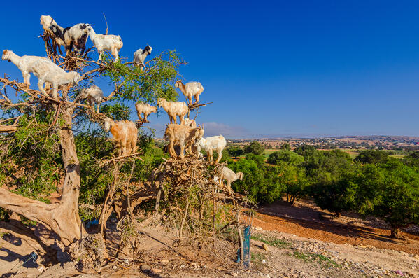 Goats on Argan Tree, Essaouira, Morocco, Africa