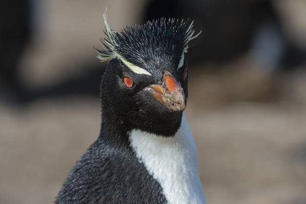 Rockhopper penguin (Eudyptes chrysocome), Pebble Island, Falkland Islands.
