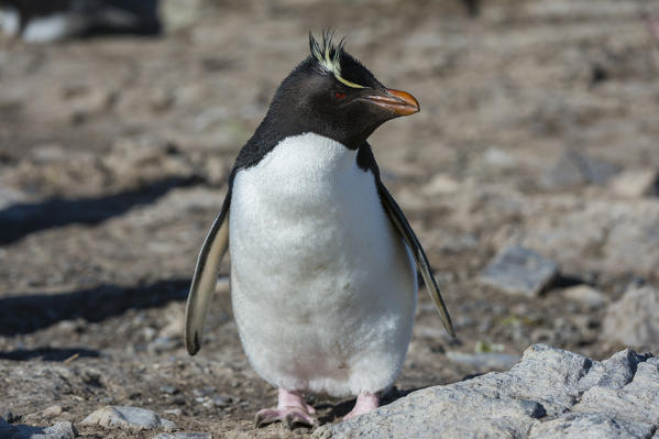 Rockhopper penguin (Eudyptes chrysocome), Pebble Island, Falkland Islands.