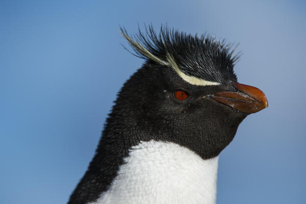 Rockhopper penguin (Eudyptes chrysocome), Pebble Island, Falkland Islands.