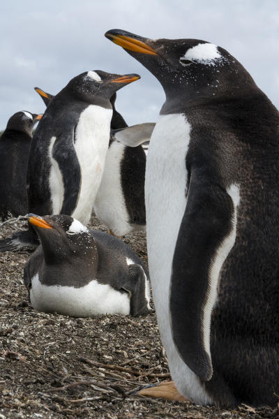 Gentoo penguins (Pygoscelis papua), Sea Lion Island, Falkland Islands.