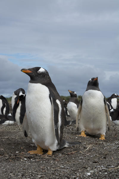Gentoo penguins (Pygoscelis papua), Sea Lion Island, Falkland Islands.