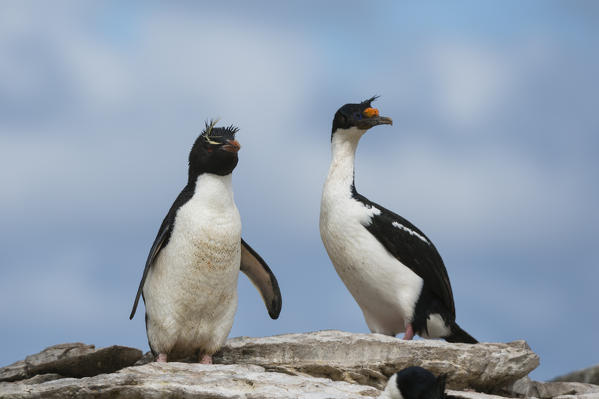 Rockhopper penguin (Eudyptes chrysocome) and Imperial shag (Leucocarbo atriceps), Sea Lion Island, Falkland Islands.