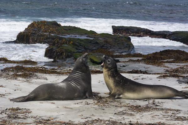 Southern elephant seals (Mirounga leonina), Sea Lion Island, Falkland Islands.