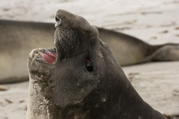 Southern elephant seal (Mirounga leonina), Sea Lion Island, Falkland Islands.