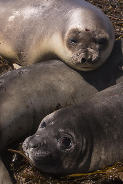 Southern elephant seals (Mirounga leonina), Sea Lion Island, Falkland Islands.