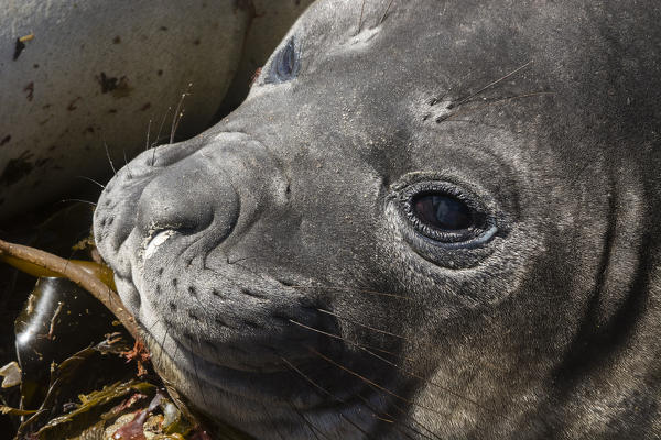 Southern elephant seal (Mirounga leonina), Sea Lion Island, Falkland Islands.