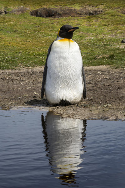 King penguin (Aptenodytes patagonica), Volunteer Point, Falkland Islands.