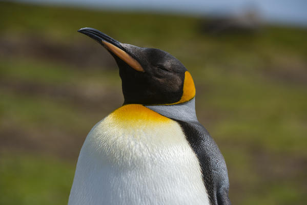 King penguin (Aptenodytes patagonica), Volunteer Point, Falkland Islands.