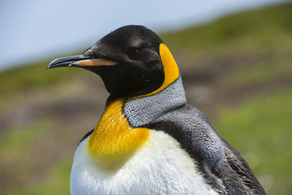 King penguin (Aptenodytes patagonica), Volunteer Point, Falkland Islands.