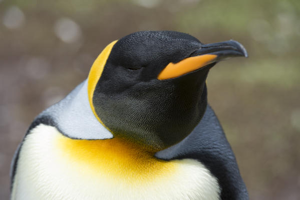 King penguin (Aptenodytes patagonica), Volunteer Point, Falkland Islands.