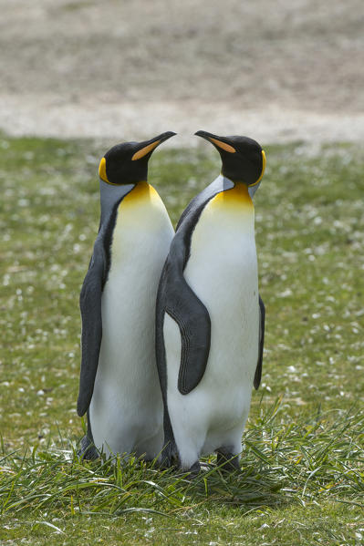 King penguins (Aptenodytes patagonica), Volunteer Point, Falkland Islands.