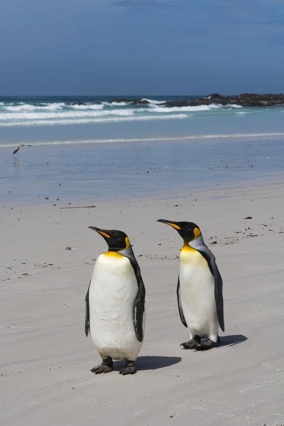 King penguins (Aptenodytes patagonica), Volunteer Point, Falkland Islands.