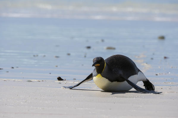 King penguin (Aptenodytes patagonica), Volunteer Point, Falkland Islands.