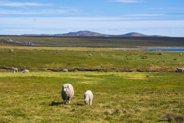 Sheeps (Ovis aries), Volunteer point, Falkland Islands.