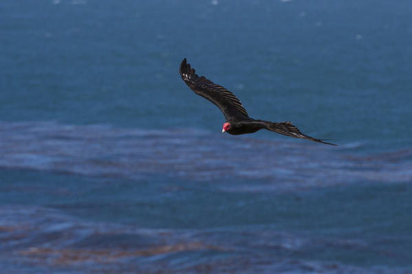Turkey vulture (Cathartes aura), Cape Dolphin, Falkland Islands.