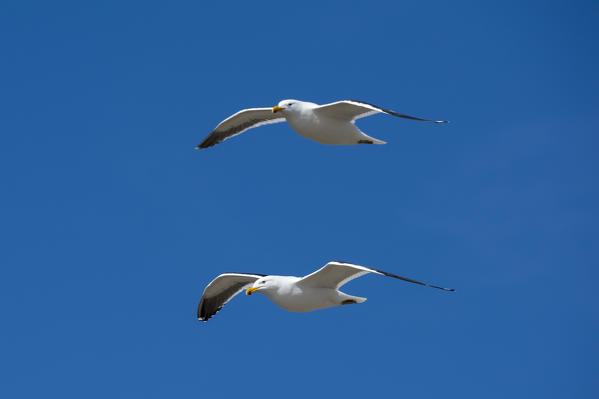 Kelp gulls (Larus dominicarus), Cape Dolphin, Falkland Islands.
