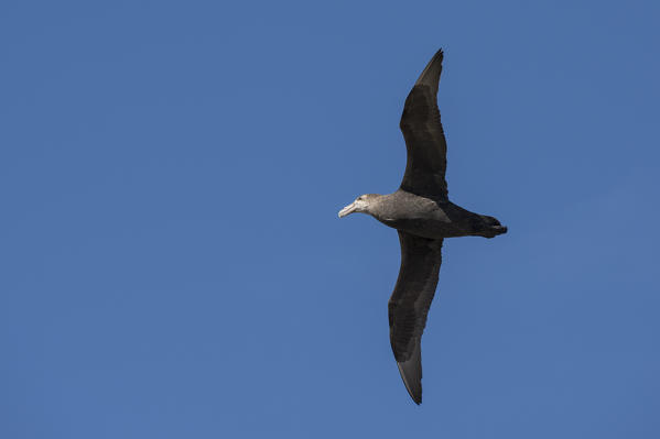 Southern giant petrel (Macronectes giganteus), Cape Dolphin, Falkland Islands.