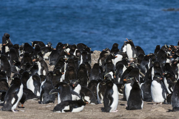 Rockhopper penguin (Eudyptes chrysocome), Pebble Island, Falkland Islands.