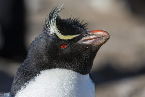 Rockhopper penguin (Eudyptes chrysocome), Pebble Island, Falkland Islands.
