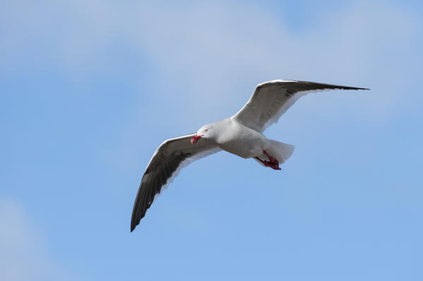 Kelp gull (Larus dominicarus), PebbleIsland, Falkland Islands.