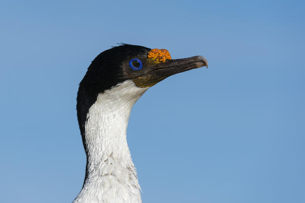 Imperial shag (Leucocarbo atriceps), Pebble Island, Falkland Islands.