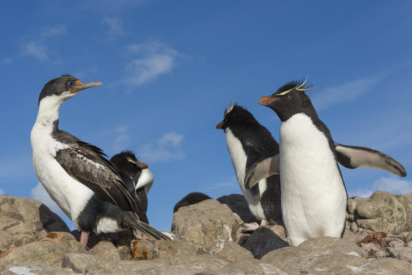 Imperial shag (Leucocarbo atriceps) and Rockhopper penguin (Eudyptes chrysocome), Pebble Island, Falkland Islands.