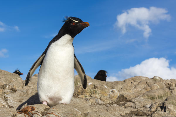 Rockhopper penguin (Eudyptes chrysocome), Pebble Island, Falkland Islands.