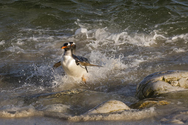 Gentoo penguins (Pygoscelis papua), Pebble Island, Falkland Islands.