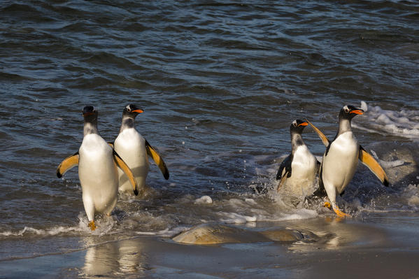 Gentoo penguins (Pygoscelis papua), Pebble Island, Falkland Islands.