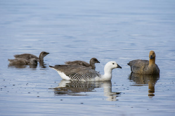 Upland geese family (Chloephaga picta), Pebble Island, Falkland Islands.