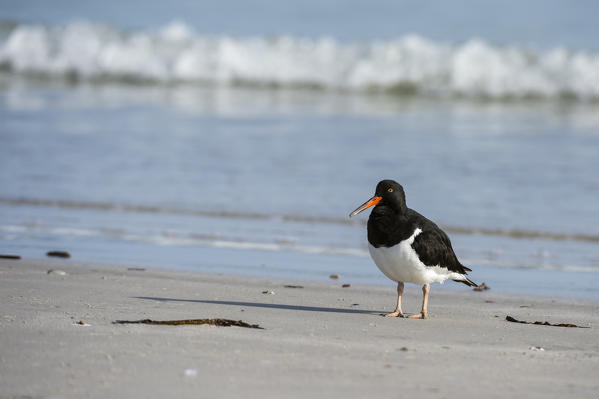 Magellanic oystercatcher (Haematopus leucopodus), Pebble Island, Falkland Islands.