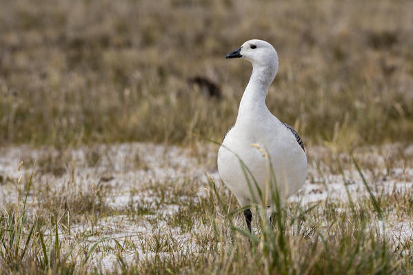 Male upland goose (Chloephaga picta), Pebble Island, Falkland Islands.