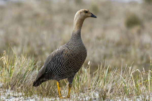 Female upland goose (Chloephaga picta), Sea Lion Island, Falkland Islands.