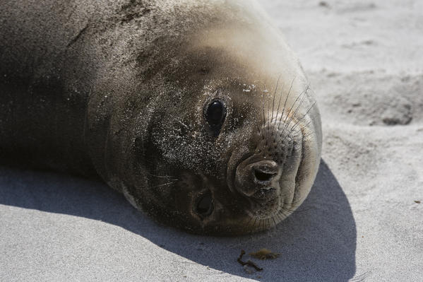 Southern elephant seal (Mirounga leonina), Sea Lion Island.