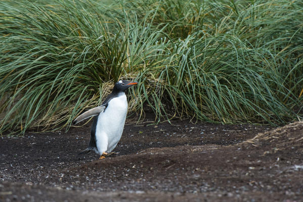 Gentoo penguins (Pygoscelis papua), Sea Lion Island, Falkland Islands.
