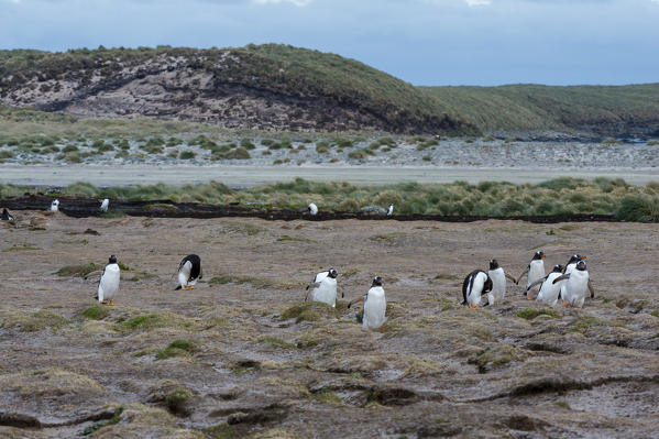 Gentoo penguins (Pygoscelis papua), Sea Lion Island, Falkland Islands.