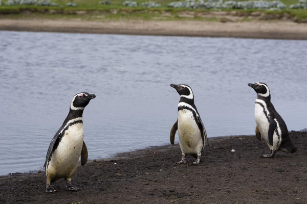 Magellanic penguins (Spheniscus magellanicus), Sea Lion Island, Falkland Islands.