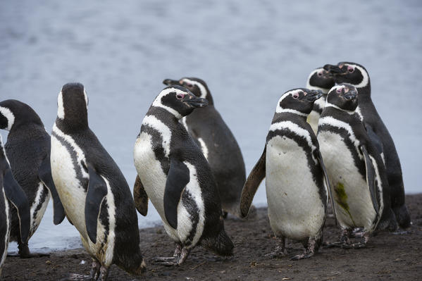Magellanic penguins (Spheniscus magellanicus), Sea Lion Island, Falkland Islands.