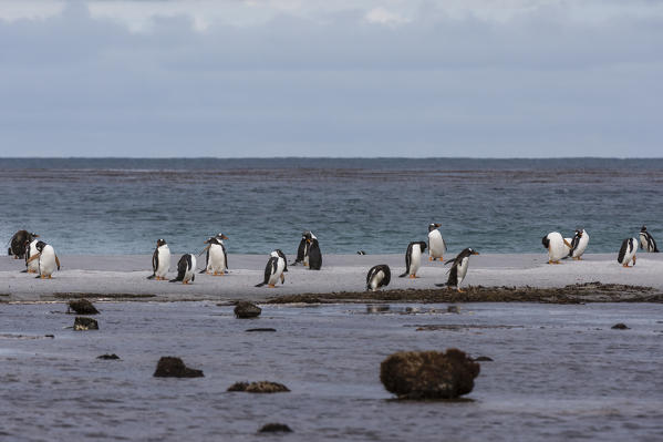 Gentoo penguins (Pygoscelis papua), Sea Lion Island, Falkland Islands.