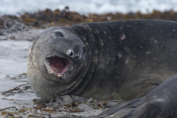 Southern elephant seal (Mirounga leonina), Sea Lion Island.
