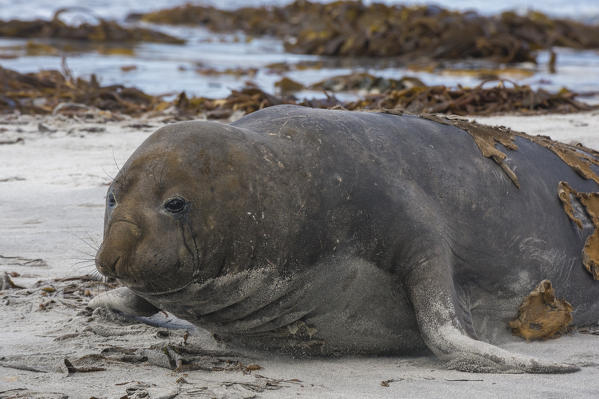 Southern elephant seal (Mirounga leonina), Sea Lion Island.