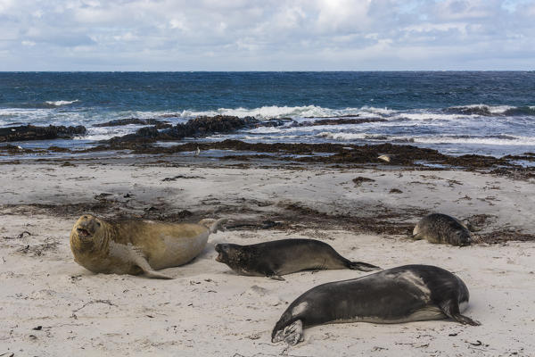 Southern elephant seal (Mirounga leonina), Sea Lion Island.