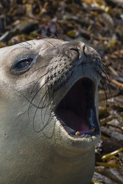 Southern elephant seal (Mirounga leonina), Sea Lion Island.