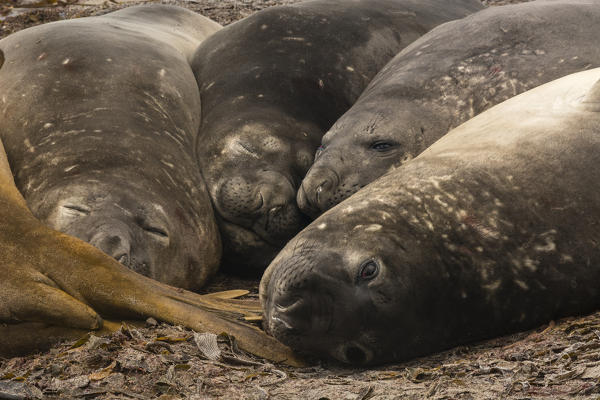 Southern elephant seal (Mirounga leonina), Sea Lion Island.
