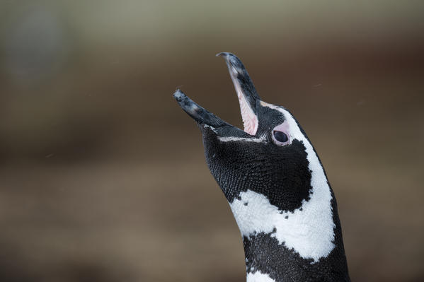 Magellanic penguins (Spheniscus magellanicus), Sea Lion Island, Falkland Islands.