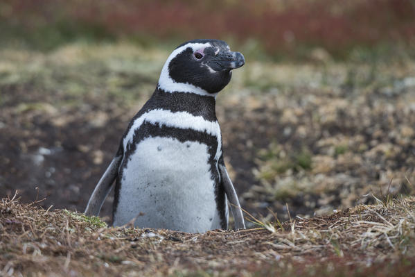 Magellanic penguins (Spheniscus magellanicus), Sea Lion Island, Falkland Islands.