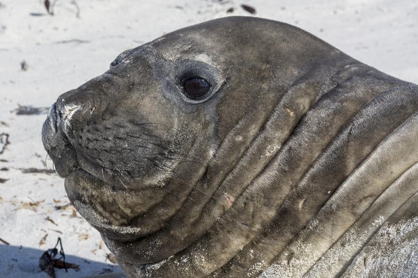 Southern elephant seal (Mirounga leonina), Sea Lion Island.